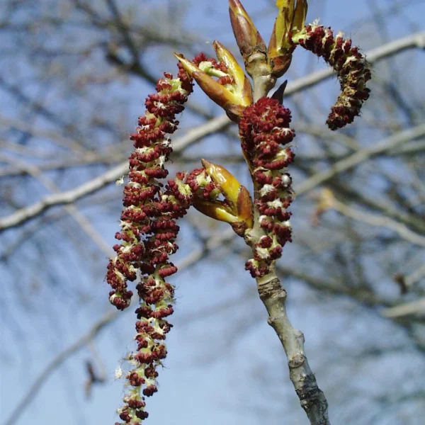 Populus ×canadensis 'Ellert' – topol kanadský 'Ellert'