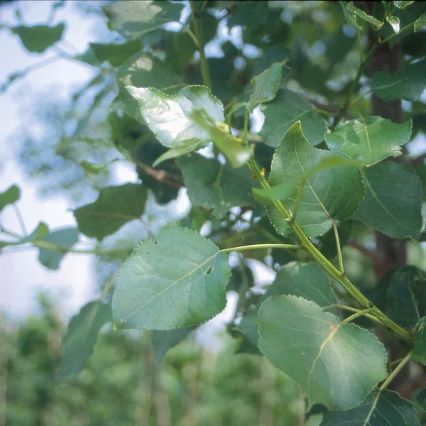 Populus ×canadensis 'Hees' – topol kanadský  'Hees'