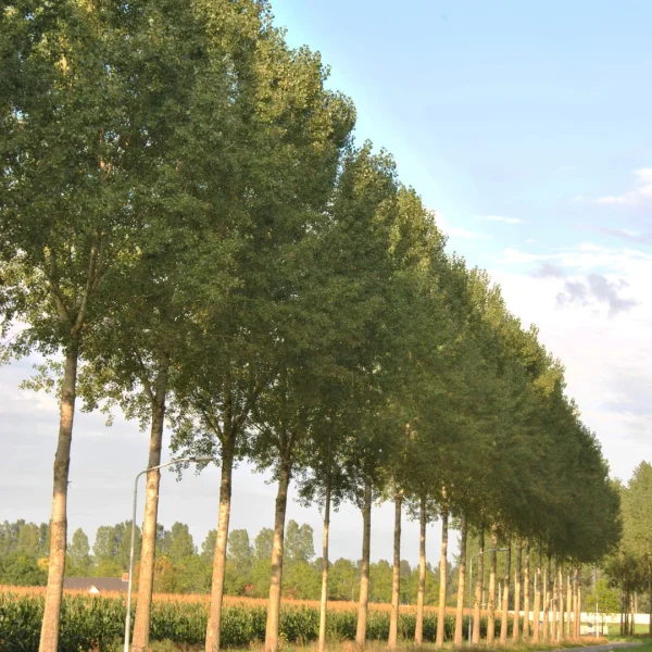 Populus ×canadensis 'Koster' – topol kanadský  'Koster'