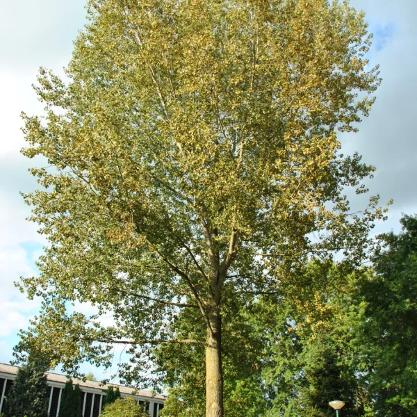 Populus ×canadensis 'Marilandica' – topol kanadský  'Marilandica'