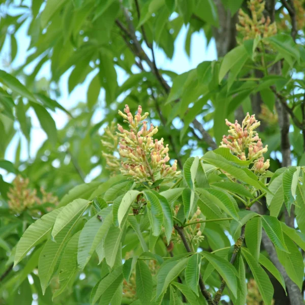 Aesculus flava 'Vestita' – jírovec žlutý 'Vestita'