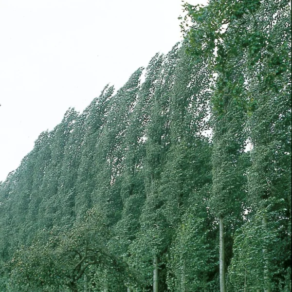 Populus ×canadensis 'Serotina' – topol kanadský  'Serotina'