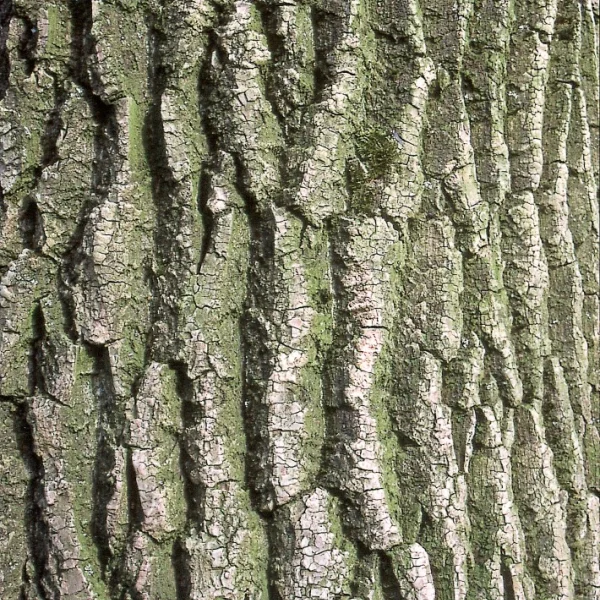 Populus ×canadensis 'Spijk' – topol kanadský  'Spijk'