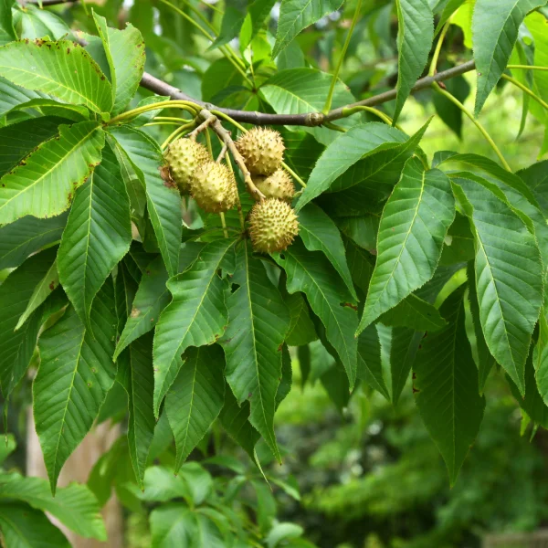 Aesculus glabra – jírovec lysý