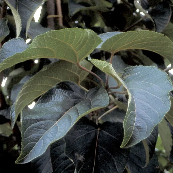 Populus lasiocarpa – topol chlupatý