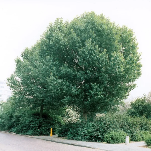 Populus nigra 'Brandaris' – topol černý 'Brandaris'