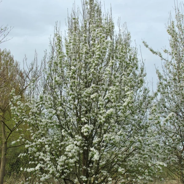 Pyrus communis subsp. caucasica – hrušeň obecná subsp. Caucasica
