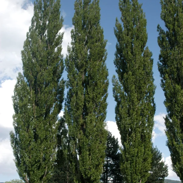 Populus nigra 'Italica' – topol černý 'Italica'