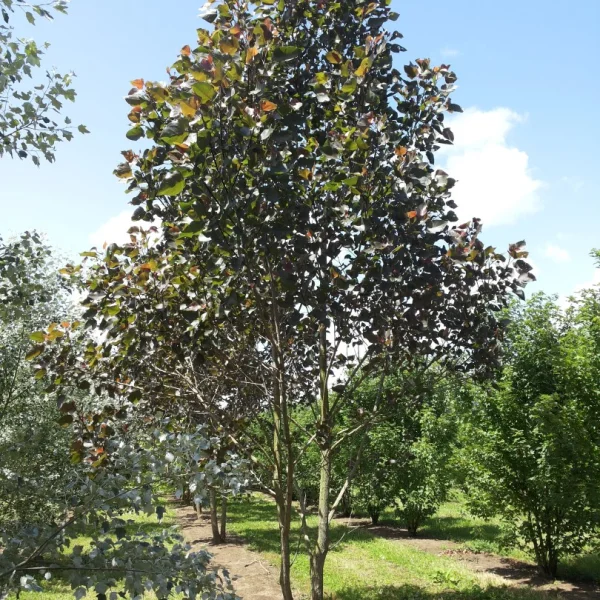 Populus nigra 'Sannae' – topol černý 'Sannae'