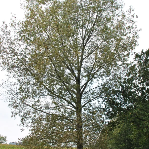Populus nigra 'Wolterson' – topol černý 'Wolterson'