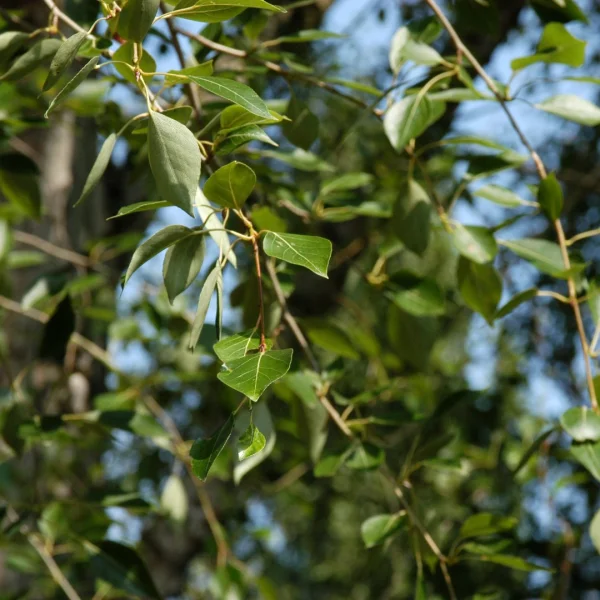 Populus simonii – topol Simonův