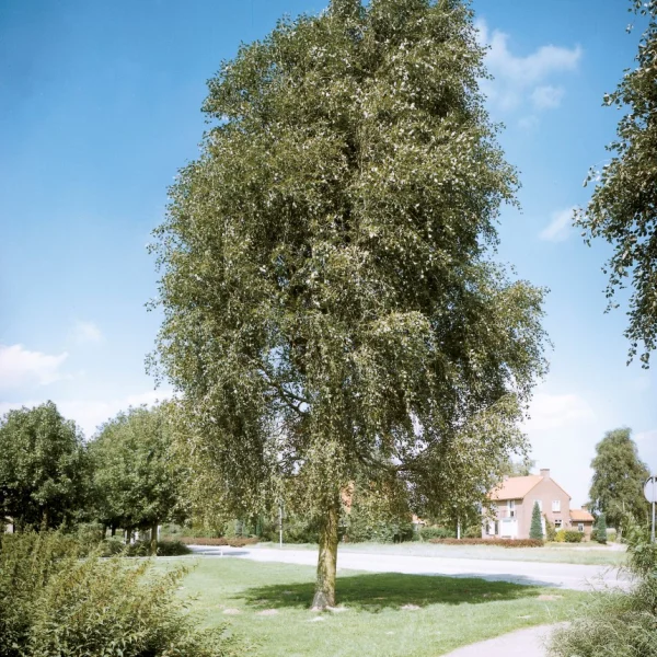 Populus simonii 'Fastigiata' – topol Simonův 'Fastigiata'