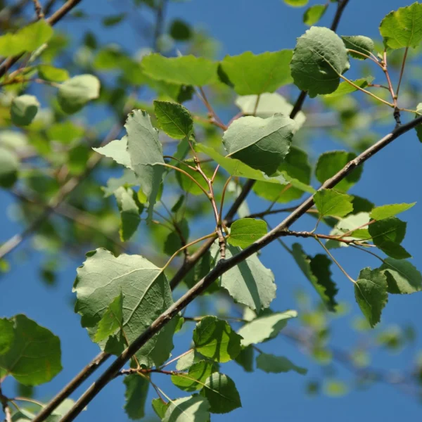 Populus tremula – topol osika