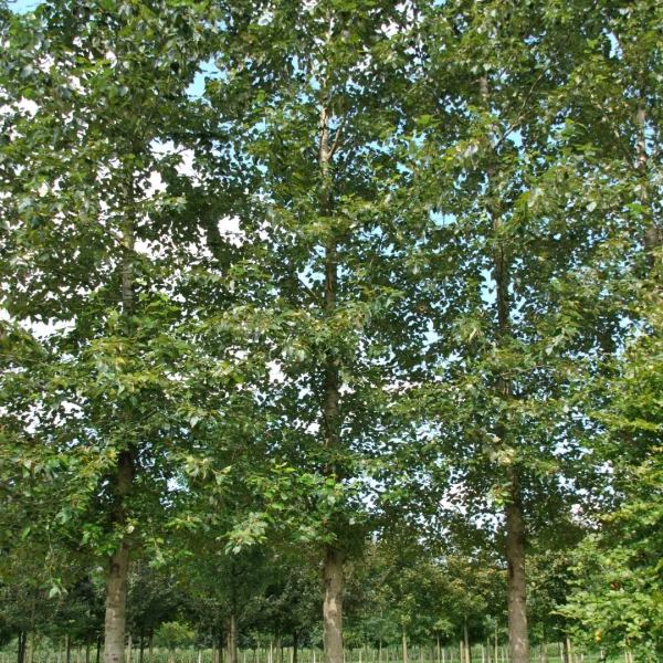 Populus trichocarpa 'Columbia River' – topol chlupatoplodý 'Columbia River'