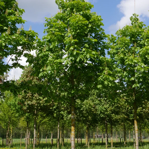 Aesculus hippocastanum 'Baumannii' – jírovec maďal 'Baumannii'