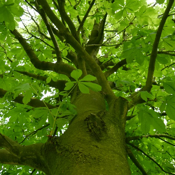 Aesculus hippocastanum 'Pyramidalis' – jírovec maďal 'Pyramidalis'