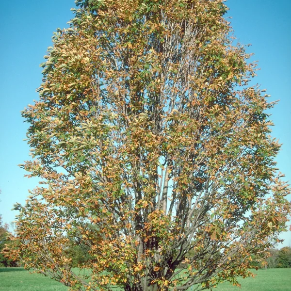 Aesculus hippocastanum 'Umbraculifera' – jírovec maďal 'Umbraculifera'