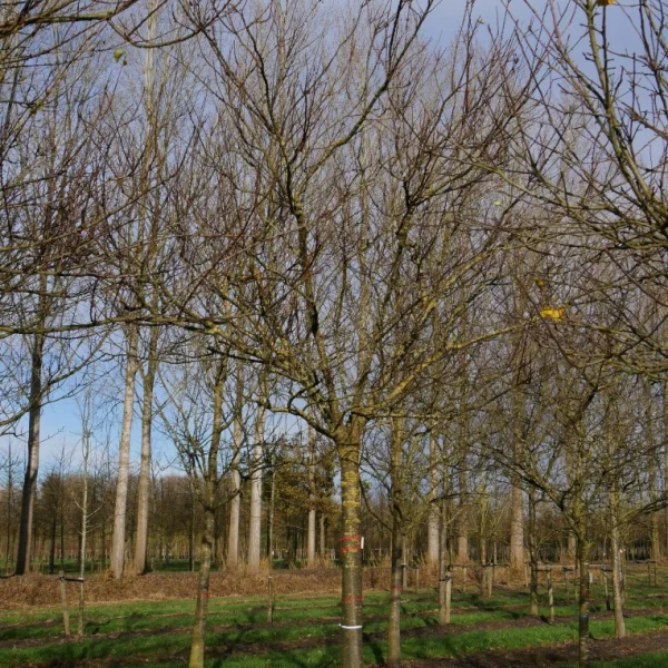 Prunus armeniaca 'Tros Oranje' – meruňka obecná 'Tros Oranje'