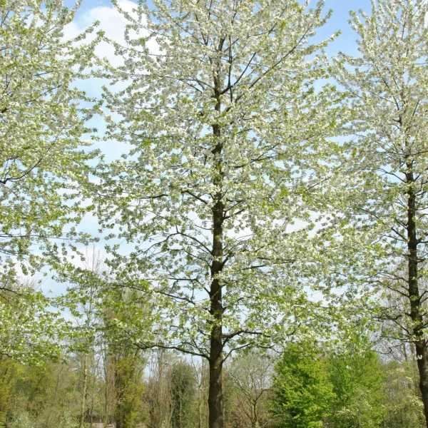 Prunus avium 'Plena' – třešeň ptačí