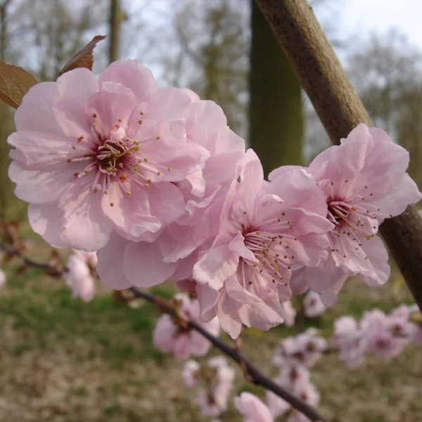 Prunus ×blireana – myrabolán Blireův