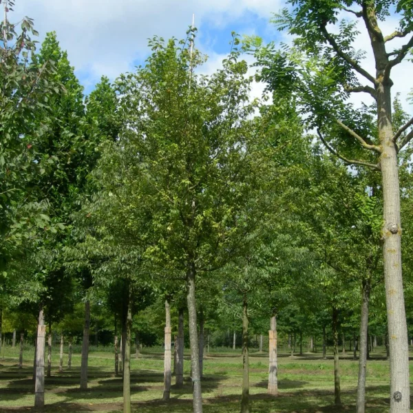 Prunus domestica 'Ste Catherine' – slivoň 'Ste Catherine'