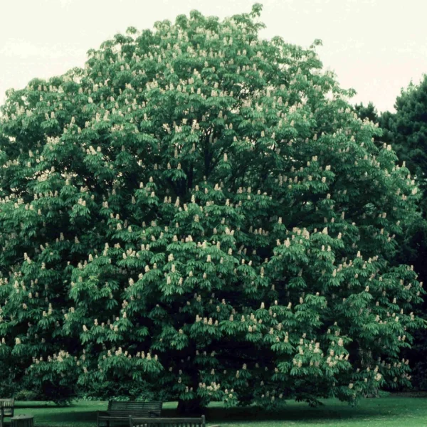 Aesculus indica – jírovec indický