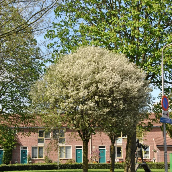 Prunus ×eminens 'Umbraculifera' – višeň křovitá 'Umbraculifera'