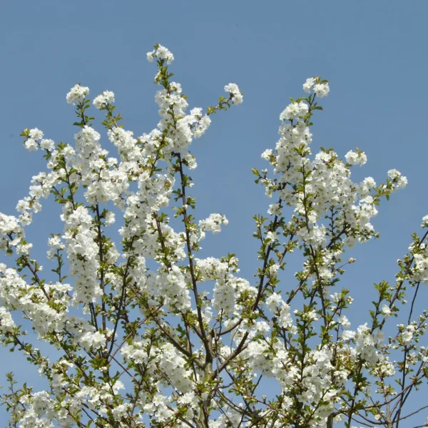 Prunus ×gondouinii 'Schnee' – slivoň Gondounova 'Schnee'