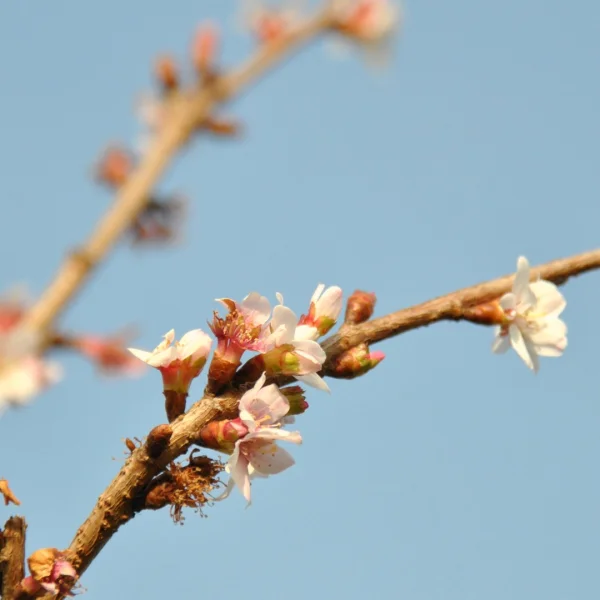 Prunus incisa 'February Pink' – višeň vyříznutá 'February Pink'