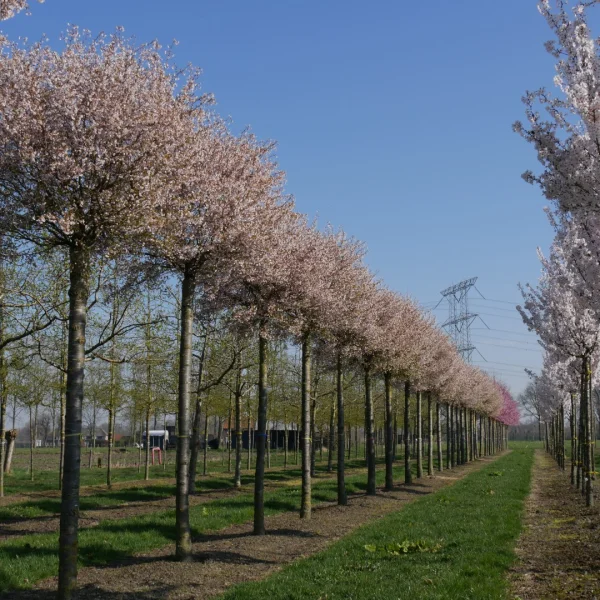 Prunus incisa 'Kojou-no-mai' – slivoň vyříznutá 'Kojou-no-mai'