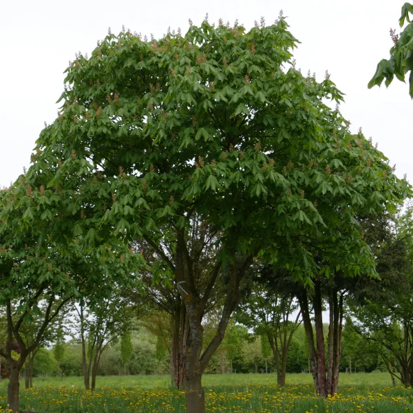 Aesculus ×mutabilis 'Induta' – jírovec proměnlivý 'Induta'