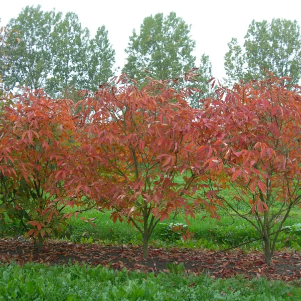 Aesculus ×neglecta 'Autumn Fire' – jírovec přehlížený  'Autumn Fire'