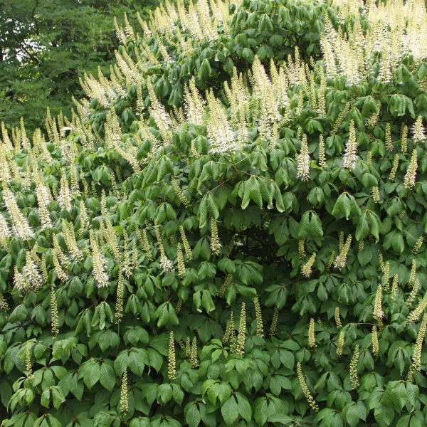 Aesculus parviflora – jírovec drobnokvětý
