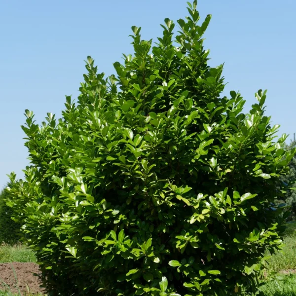 Prunus laurocerasus 'Rotundifolia' – bobkovišeň lékařská 'Rotundifolia'