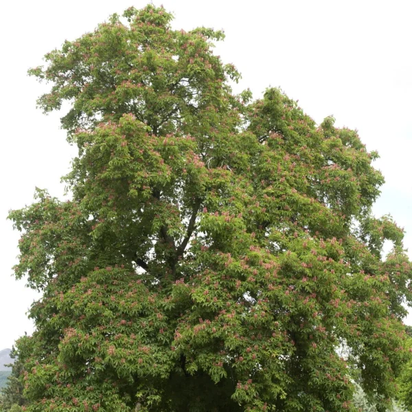 Aesculus pavia – jírovec pávie