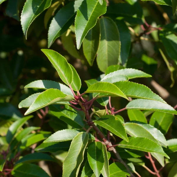 Prunus lusitanica 'Angustifolia' – vavřín portugalský 'Angustifolia'