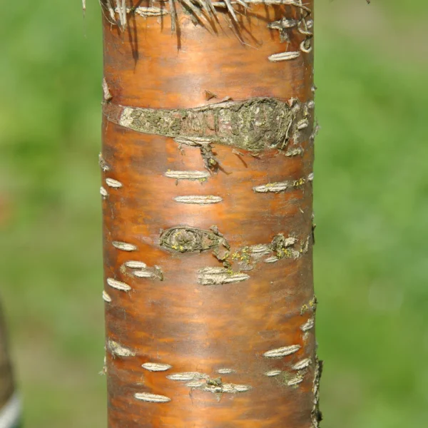 Prunus maackii 'Amber Beauty' – střemcha Macckii 'Amber Beauty'