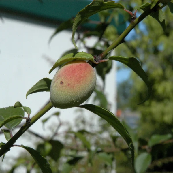 Prunus mume – okrasná meruňka
