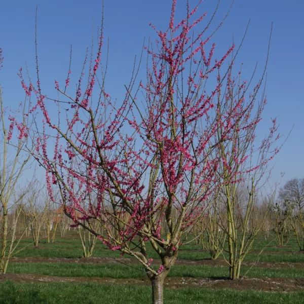 Prunus mume 'Beni-chi-dori' – okrasná meruňka 'Beni-chi-dori'