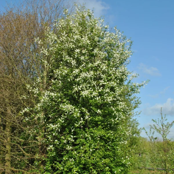 Prunus padus – střemcha obecná