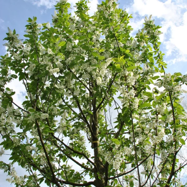 Prunus padus 'Albertii' – střemcha obecná 'Albertii'