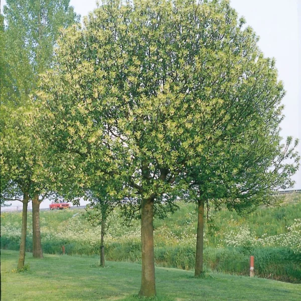 Prunus padus 'Nana' – střemcha obecná 'Nana'