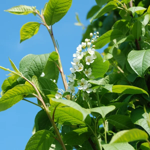 Prunus padus 'Tiefurt' – střemcha obecná 'Tiefurt'