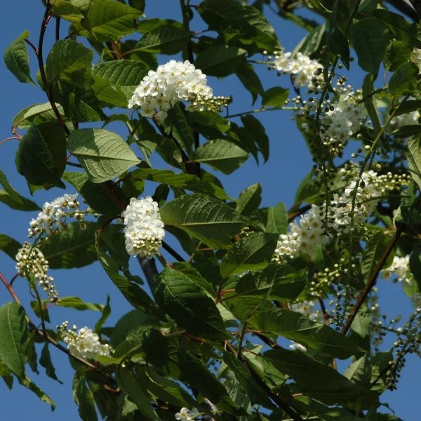 Prunus padus 'Watereri' – střemcha obecná 'Watereri'