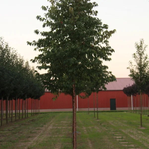 Prunus pensylvanica 'Auburn Splendor' – slivoň pensylvánská 'Auburn Splendor'