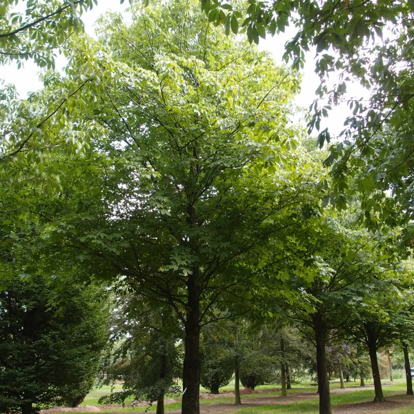 Aesculus pavia 'Atrosanguinea' – jírovec pávie  'Atrosanguinea'