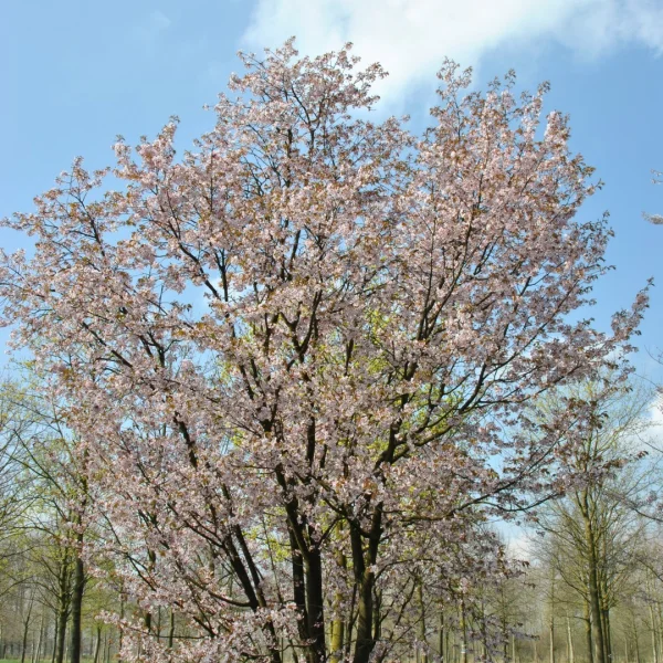 Prunus sargentii – višeň sargentova