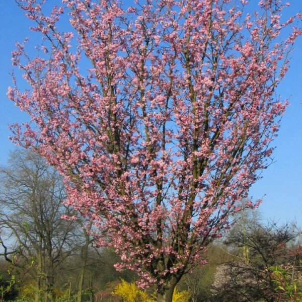 Prunus sargentii 'Rancho' – višeň sargentova 'Rancho'