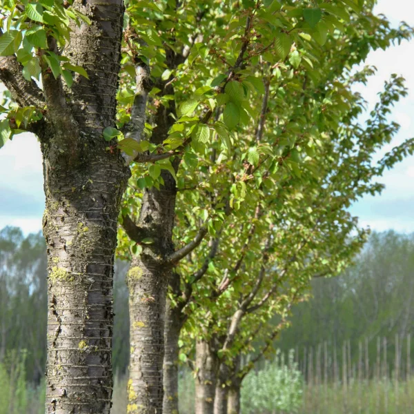 Prunus ×schmittii – prunus ×schmittii
slivoň