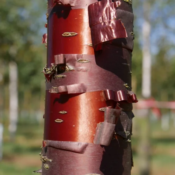 Prunus serrula 'Branklyn' – Višeň tibetská 'Branklyn'